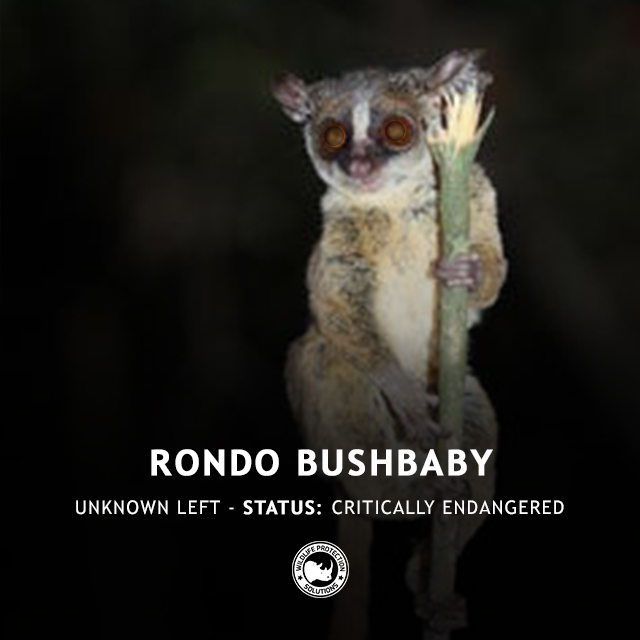 Rondo Bushbaby