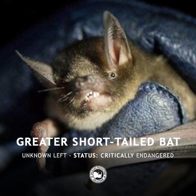 Greater Short-tailed Bat