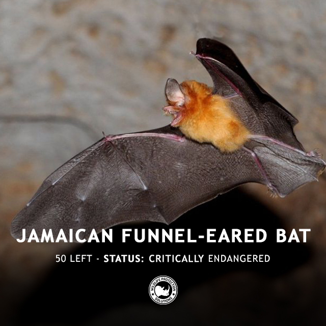 Jamaican Funnel-Eared Bat