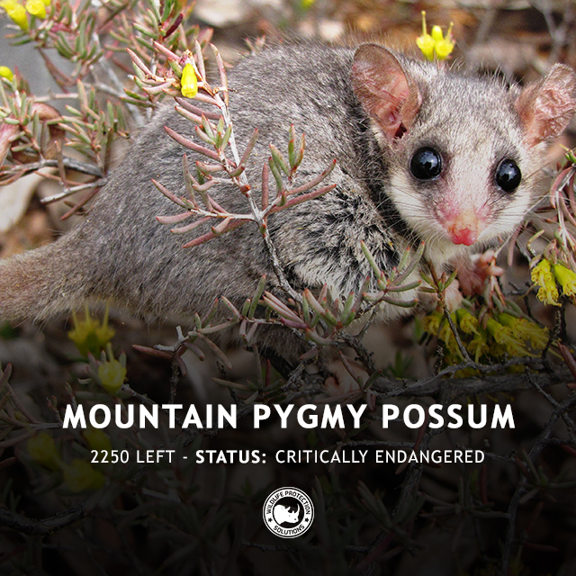 Mountain Pygmy Possum