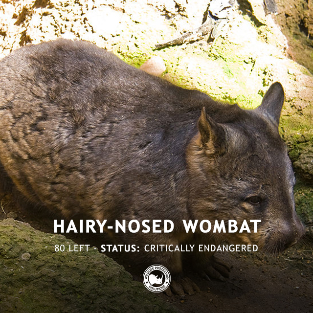 Northern Hairy Nosed Wombat