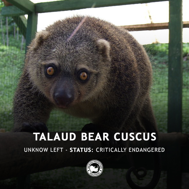 Talaud Bear CusCus