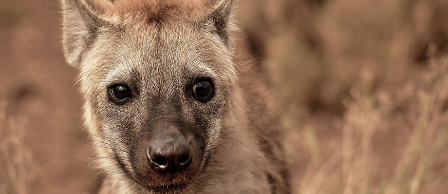 Spotted Hyena Release | Wildlife Protection Solutions