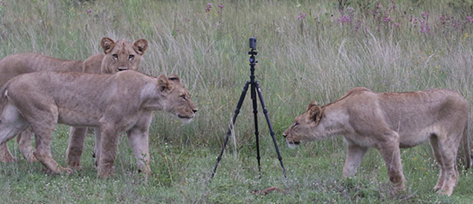 Wild Animals In Virtual Reality . . . Up Close And Personal | Wildlife  Protection Solutions